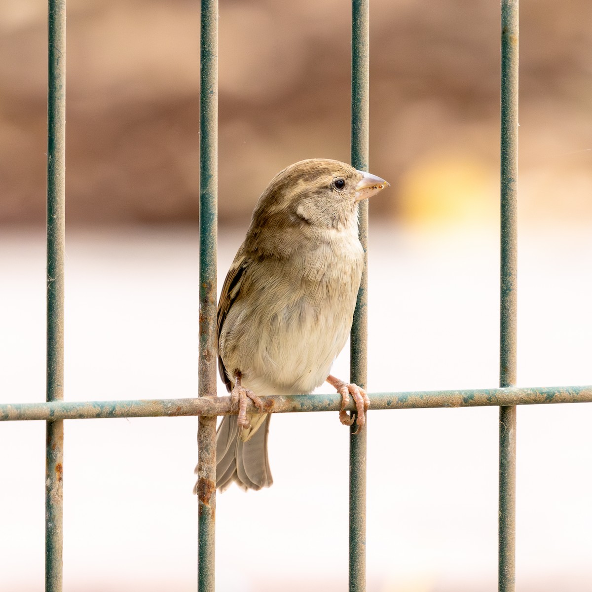 Spanish Sparrow - ML643073223