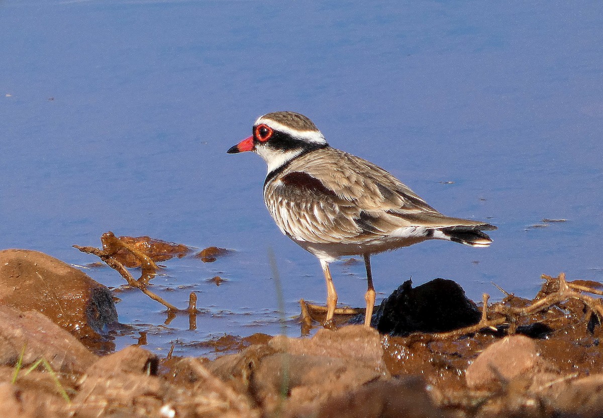 Black-fronted Dotterel - ML643073241