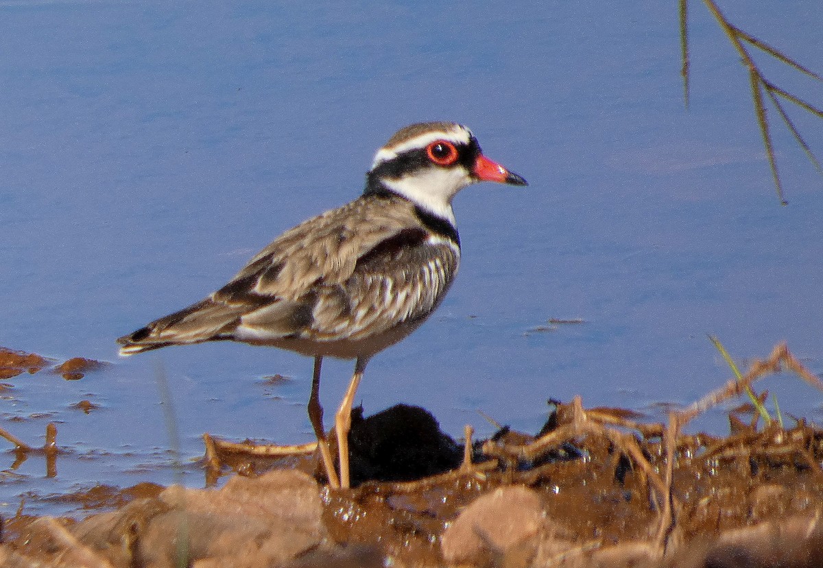Black-fronted Dotterel - ML643073242