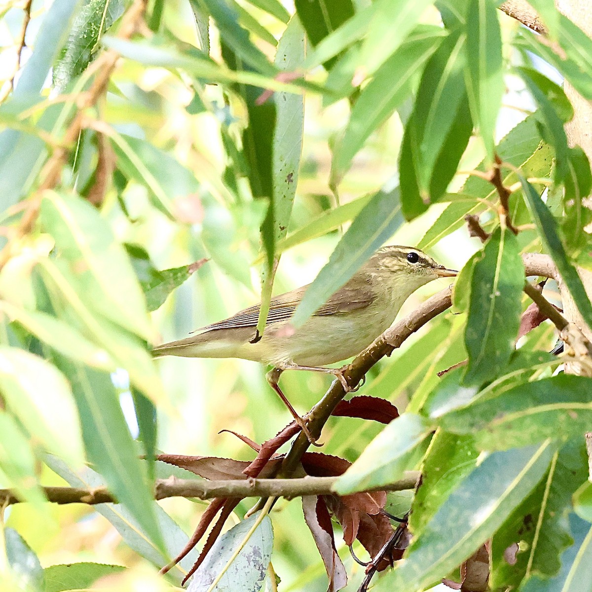 Japanese Leaf Warbler - ML643073246
