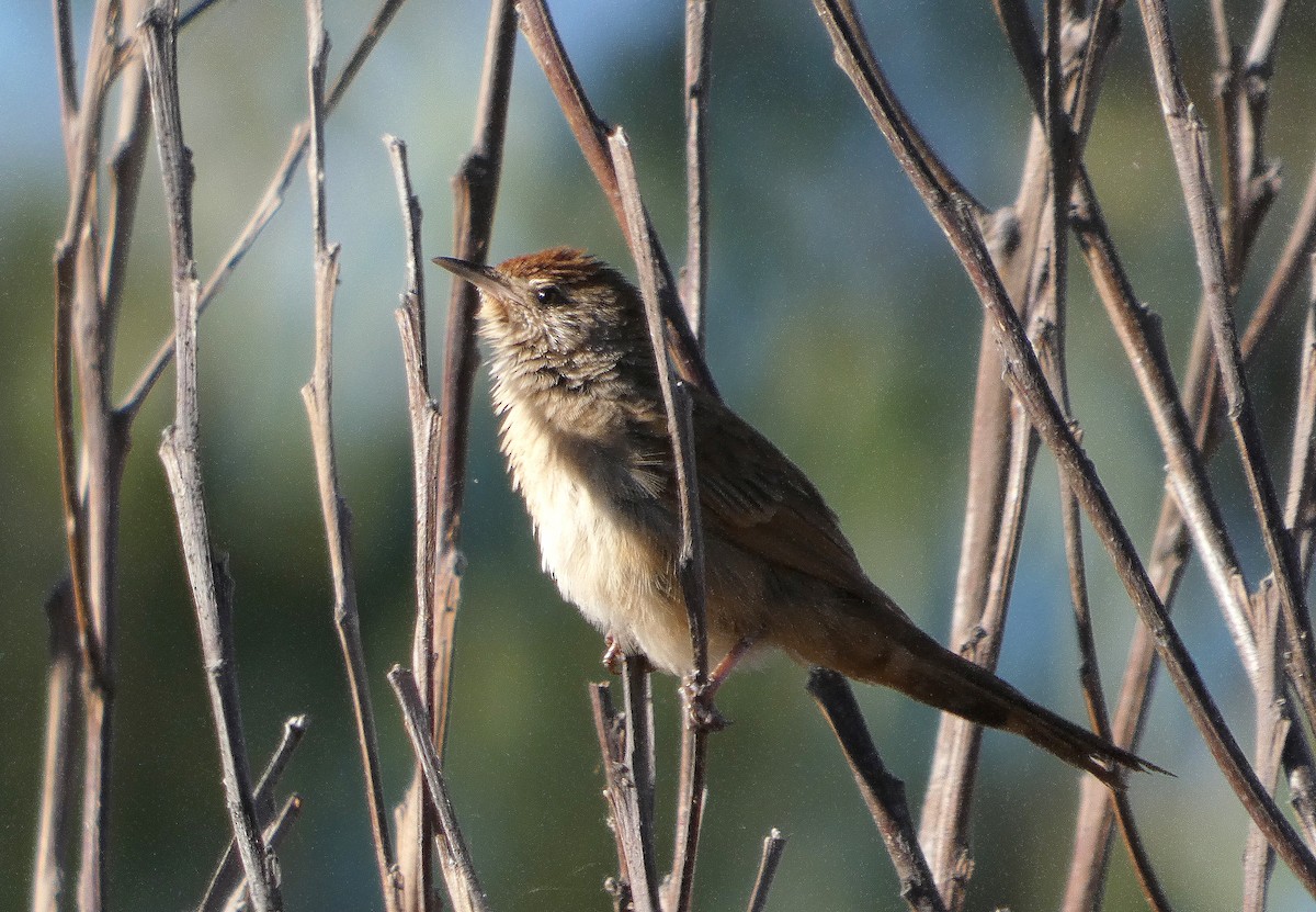 Spinifexbird - ML643073250