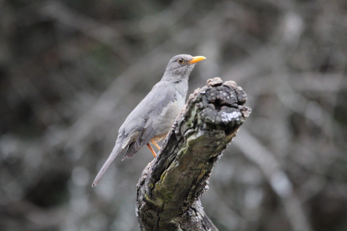 Karoo Thrush - ML643073264