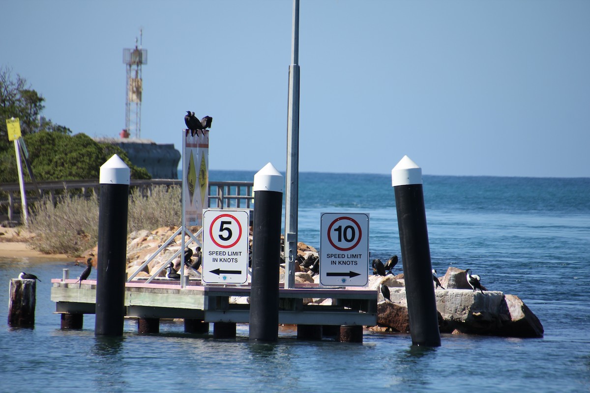 Cormorán Carinegro - ML643073265