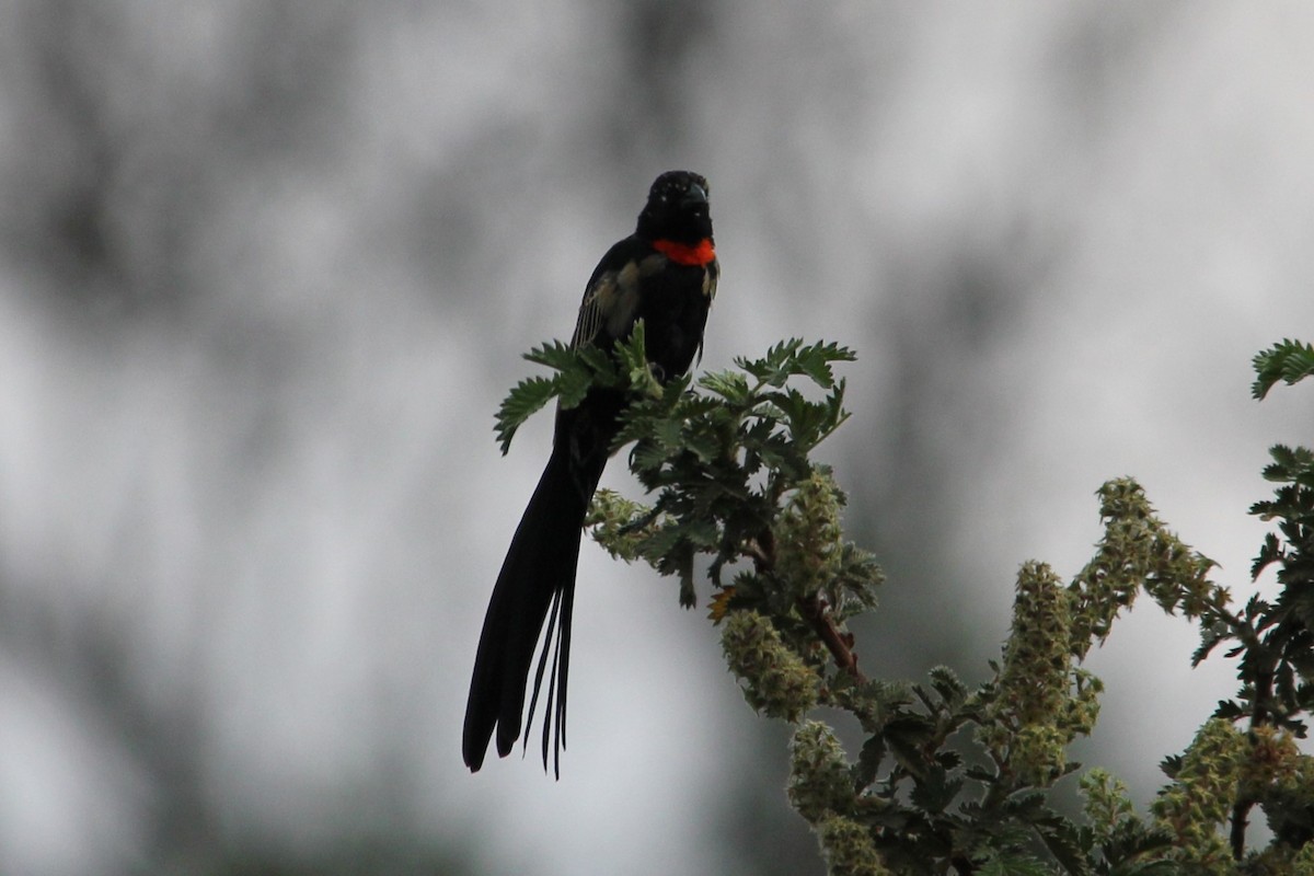 Red-collared Widowbird - ML643073273
