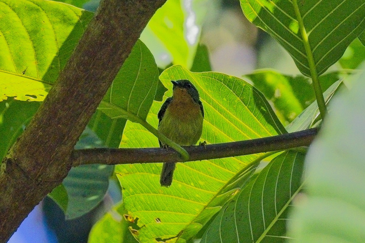 Ruby-cheeked Sunbird - ML643073277