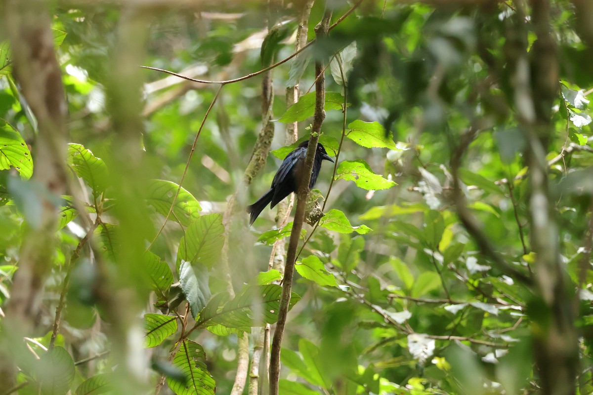 Hair-crested Drongo (Bornean) - ML643073279
