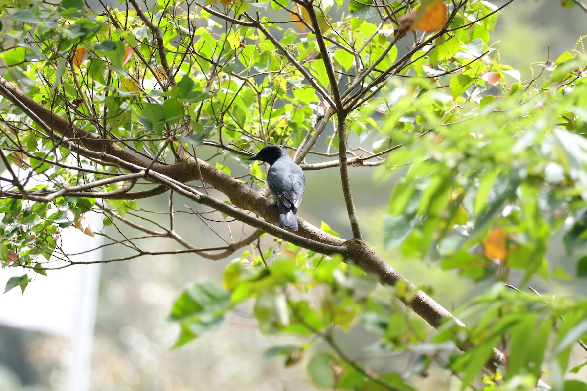 Sunda Cuckooshrike - ML643073291