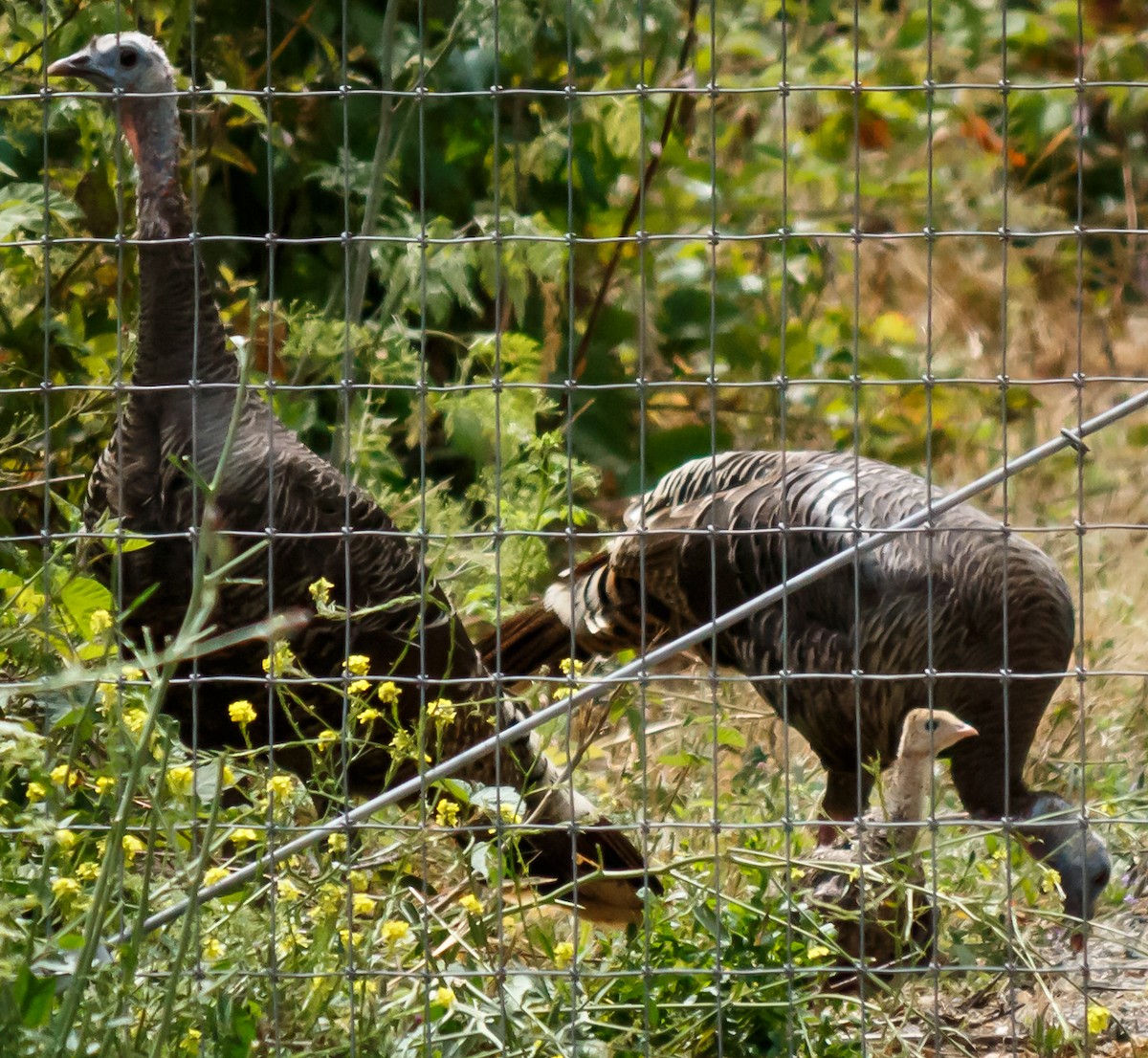 Wild Turkey - ML64307331