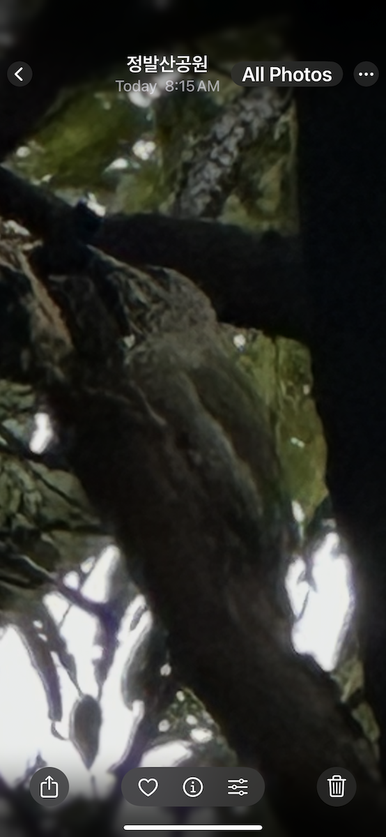 gråspett - ML643073316