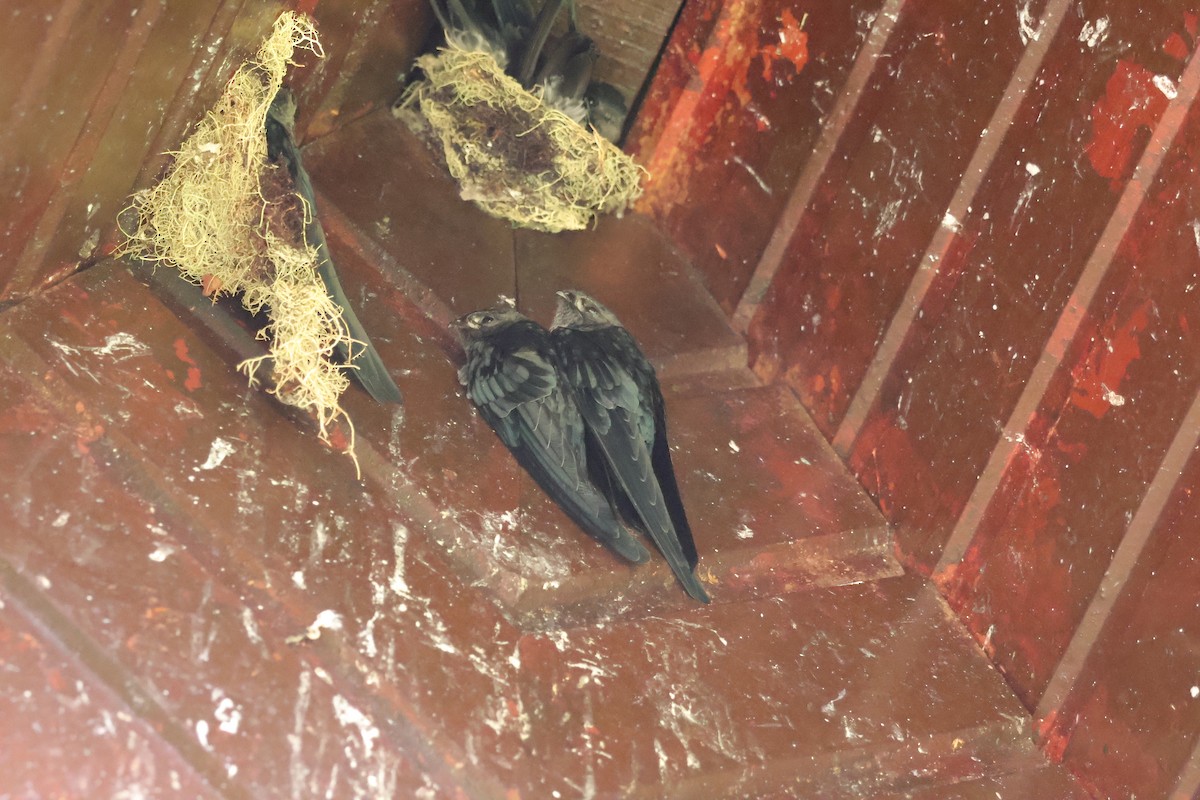Plume-toed Swiftlet - ML643073338