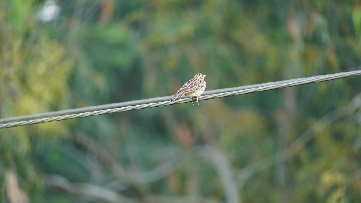 Jerdon's Bushlark - ML643073341