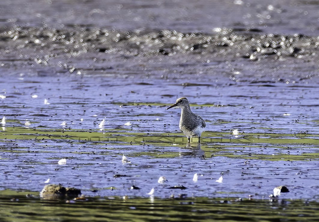 jespák skvrnitý - ML643073349