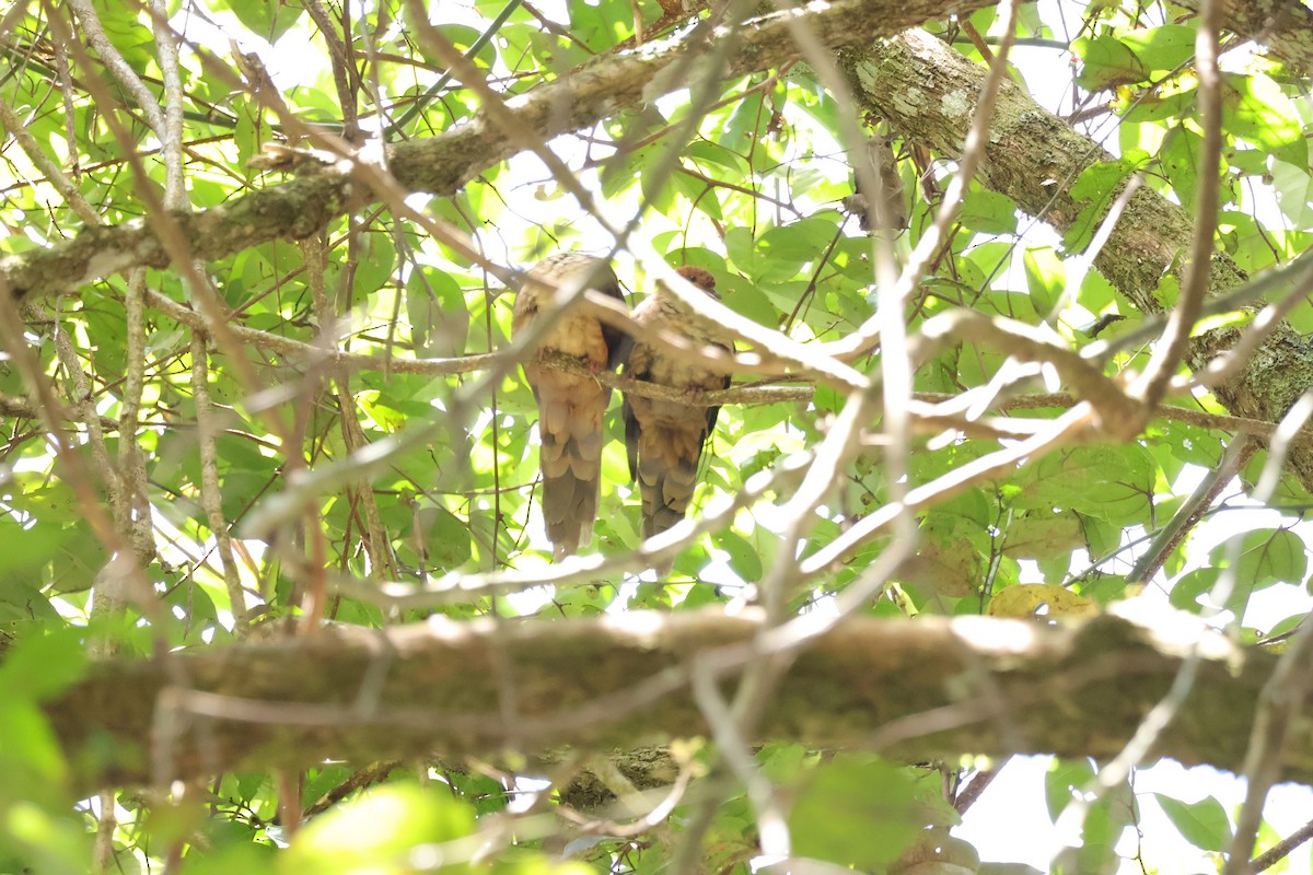 Little Cuckoo-Dove - ML643073350