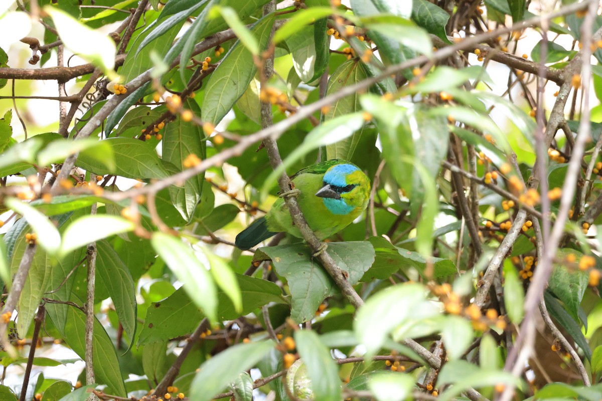 Golden-naped Barbet - ML643073352
