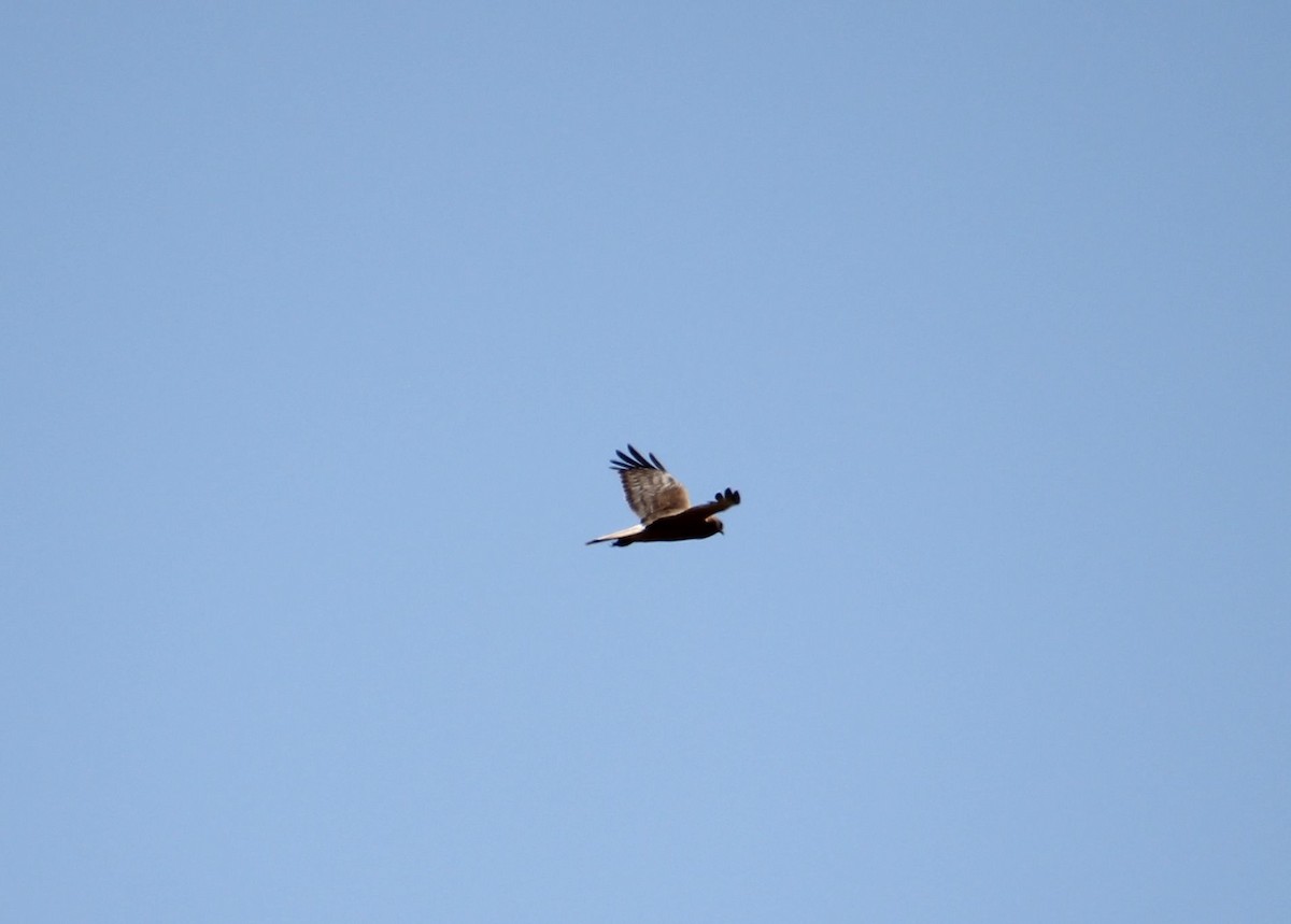 Swamp Harrier - ML643073353