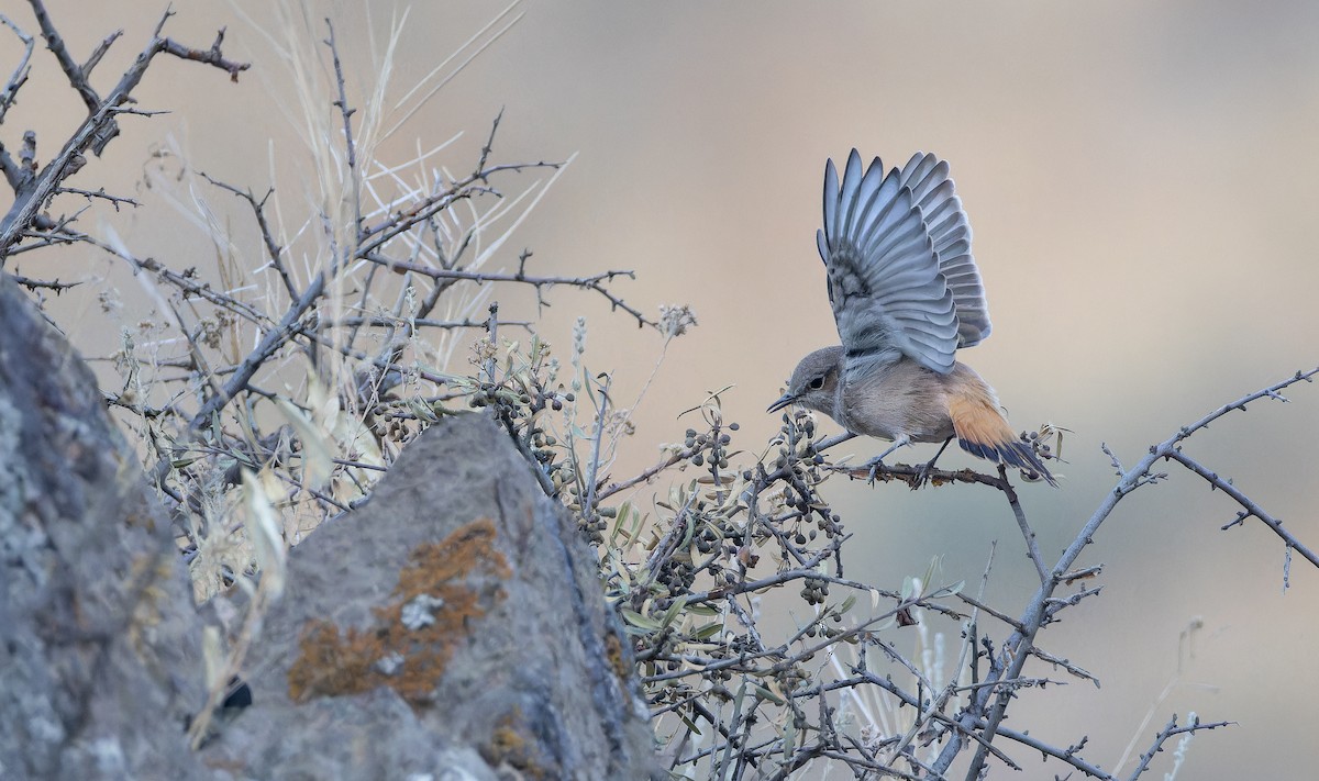 Persian Wheatear - ML643073366