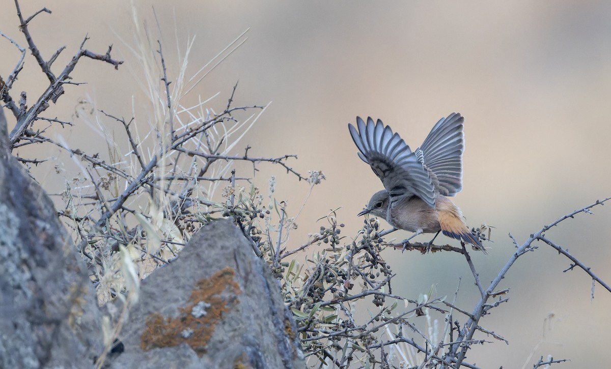 Persian Wheatear - ML643073368