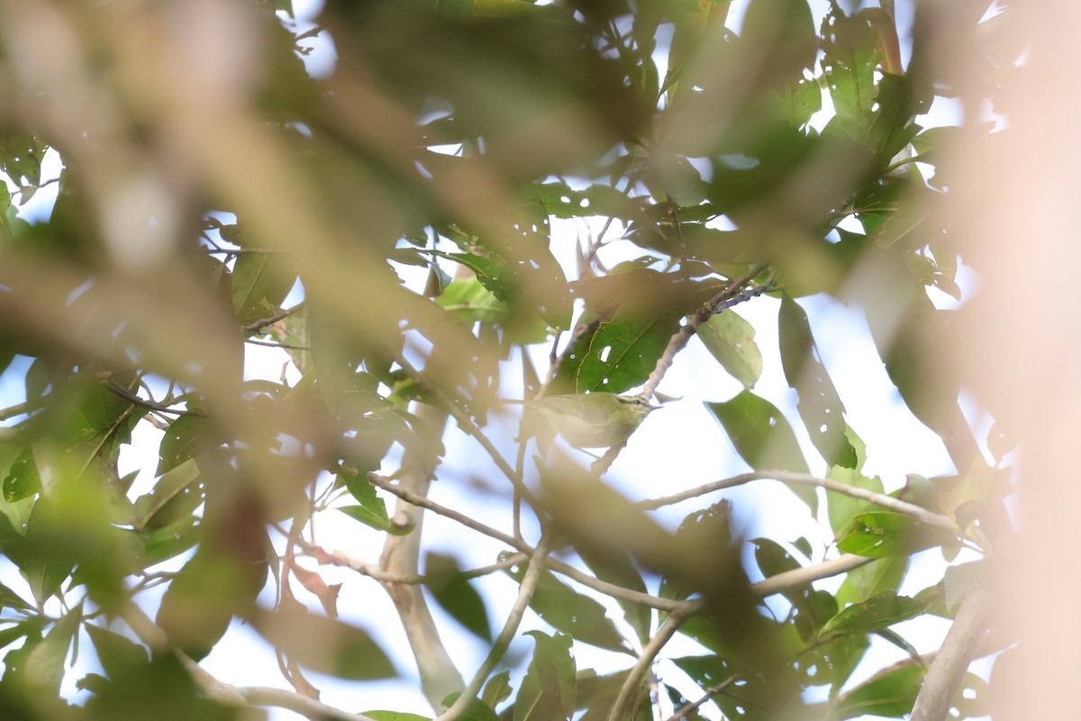 Mountain Leaf Warbler - ML643073371