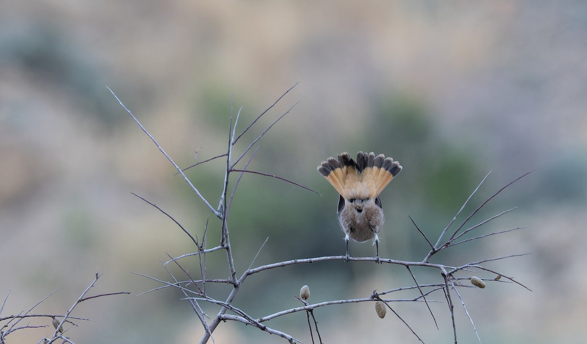 Persian Wheatear - ML643073372