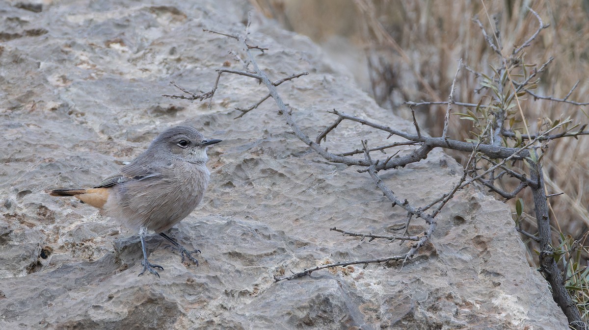 Persian Wheatear - ML643073374