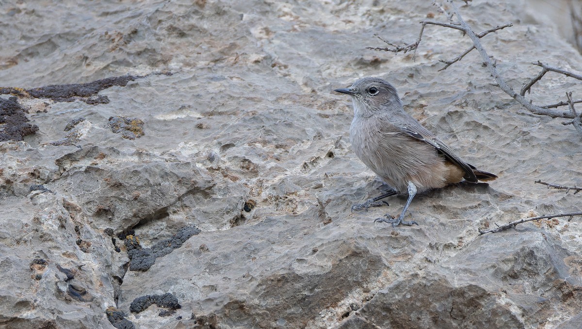 Persian Wheatear - ML643073375