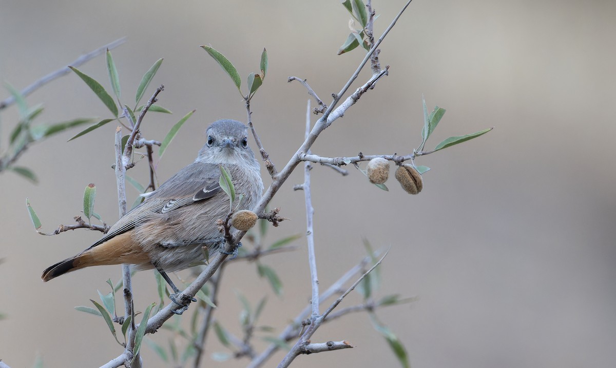 Persian Wheatear - ML643073376