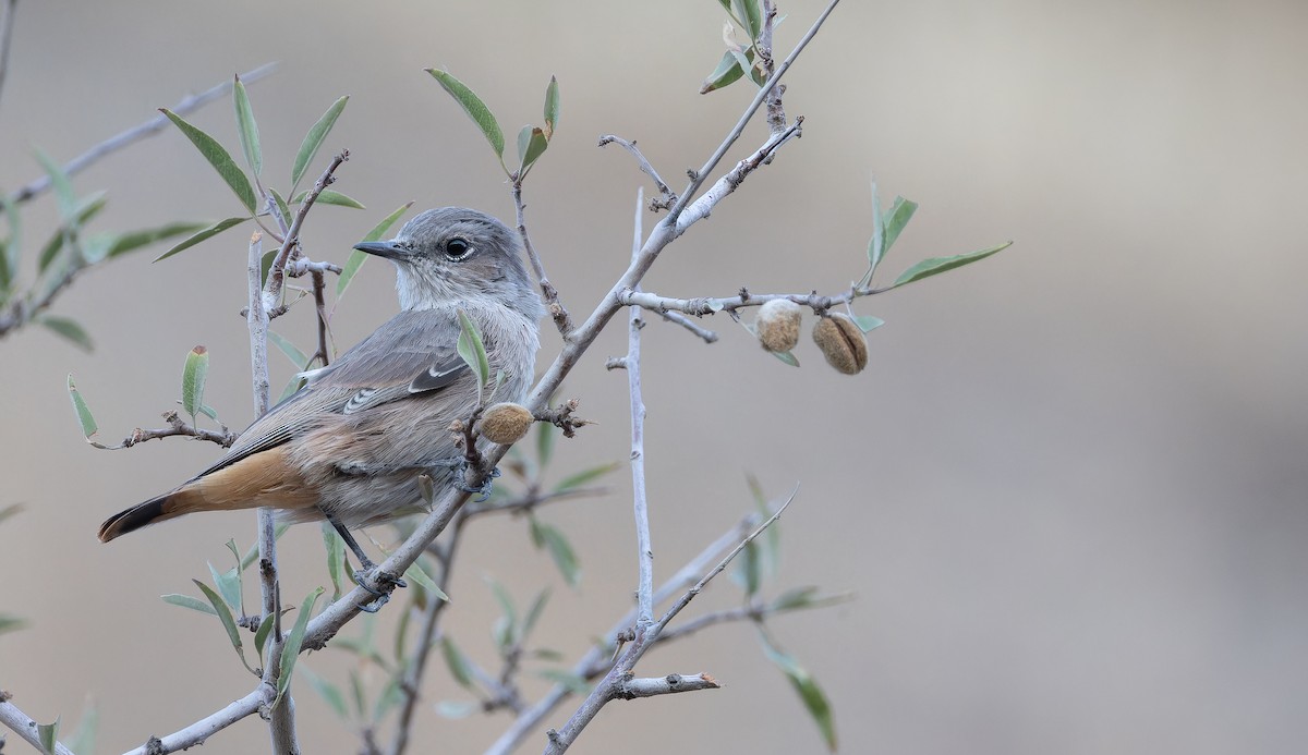Persian Wheatear - ML643073377
