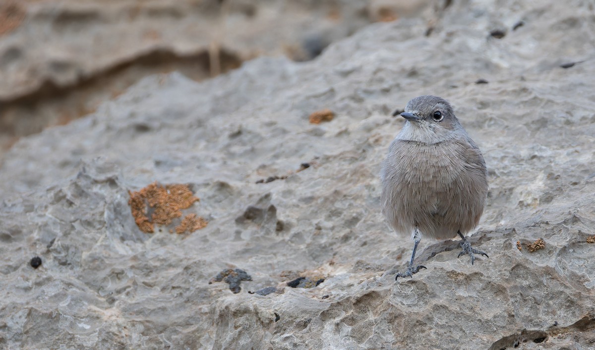 Persian Wheatear - ML643073378