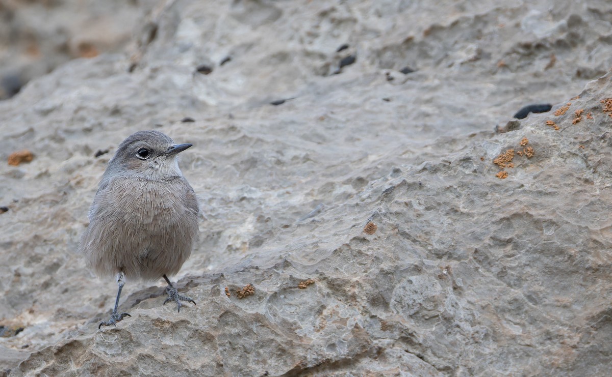 Persian Wheatear - ML643073379