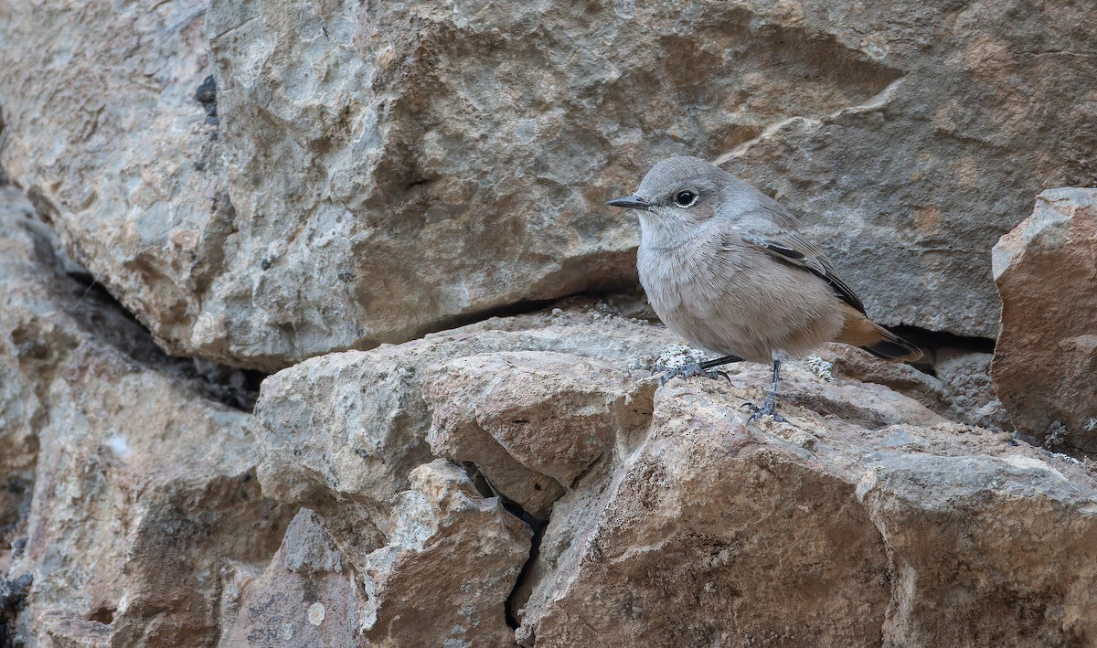 Persian Wheatear - ML643073380