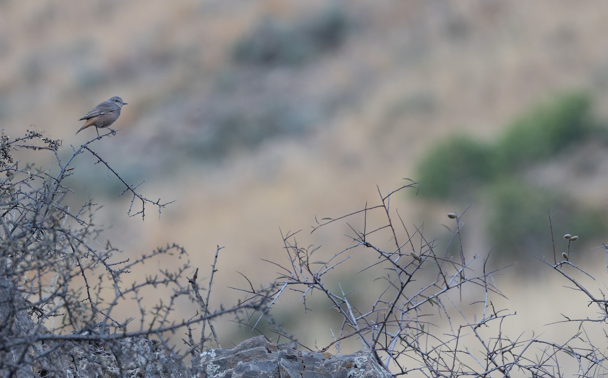 Persian Wheatear - ML643073381