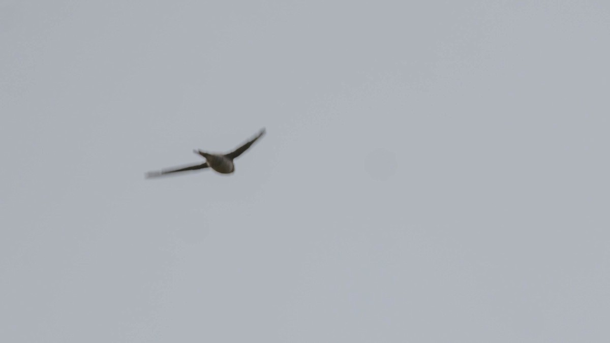 Asian Palm Swift - ML643073386