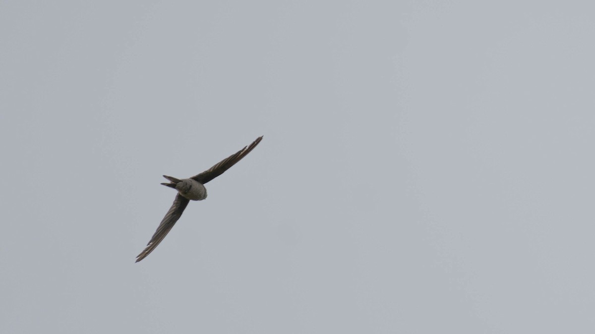 Asian Palm Swift - ML643073387