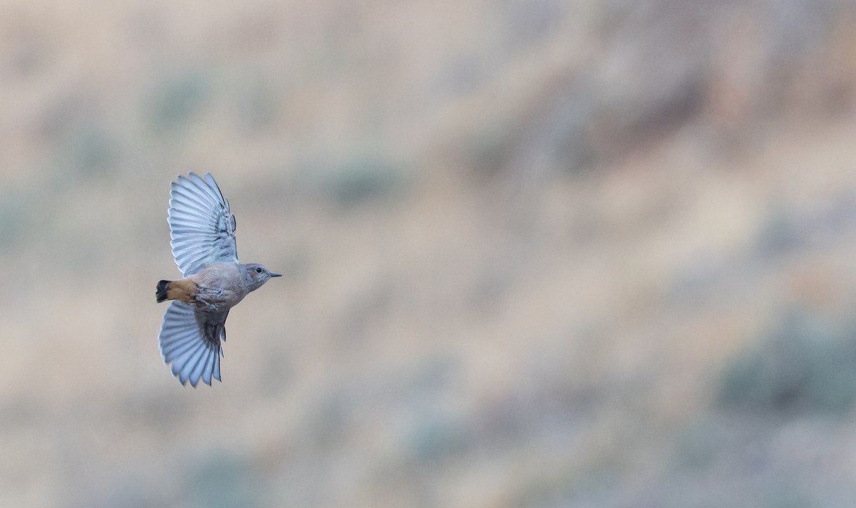 Persian Wheatear - ML643073395