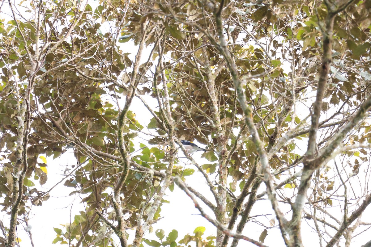 White-browed Shrike-Babbler - ML643073396