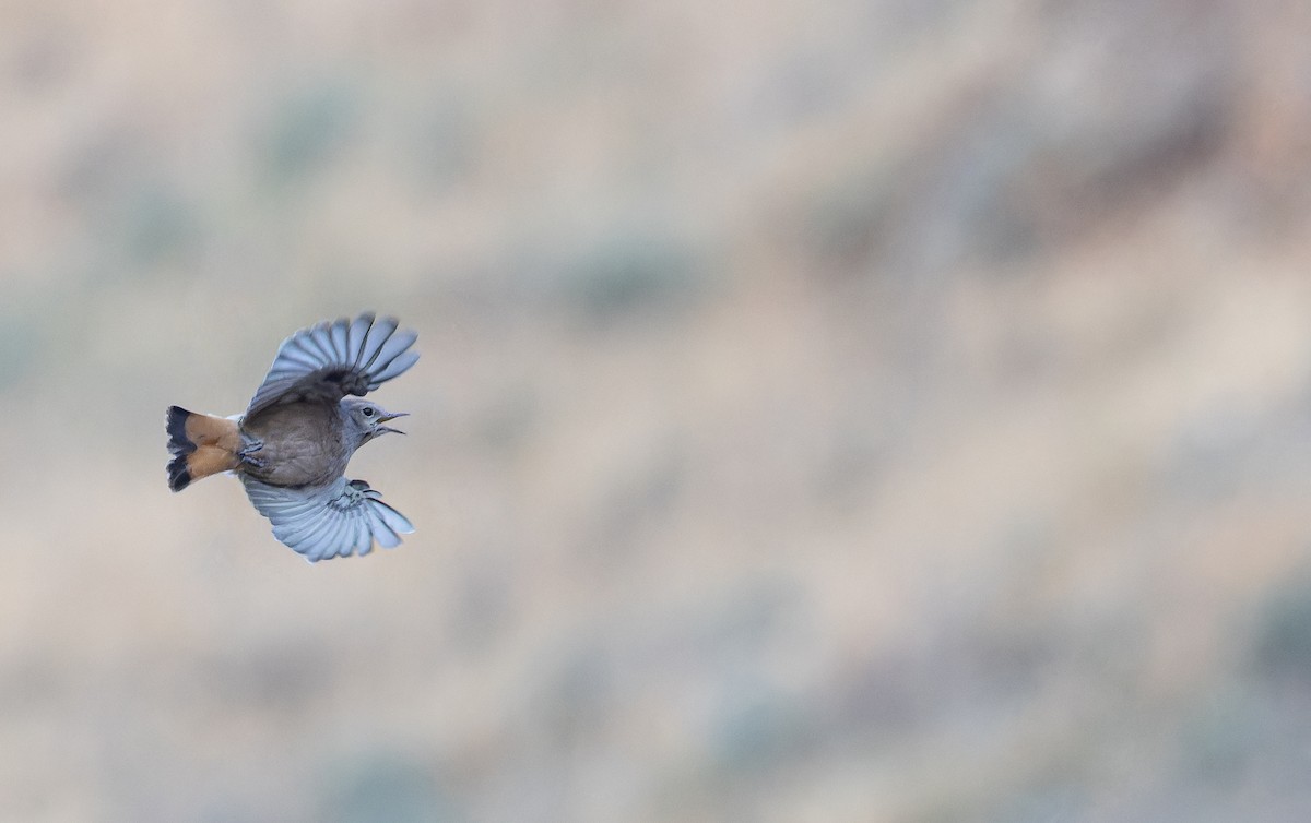 Persian Wheatear - ML643073398