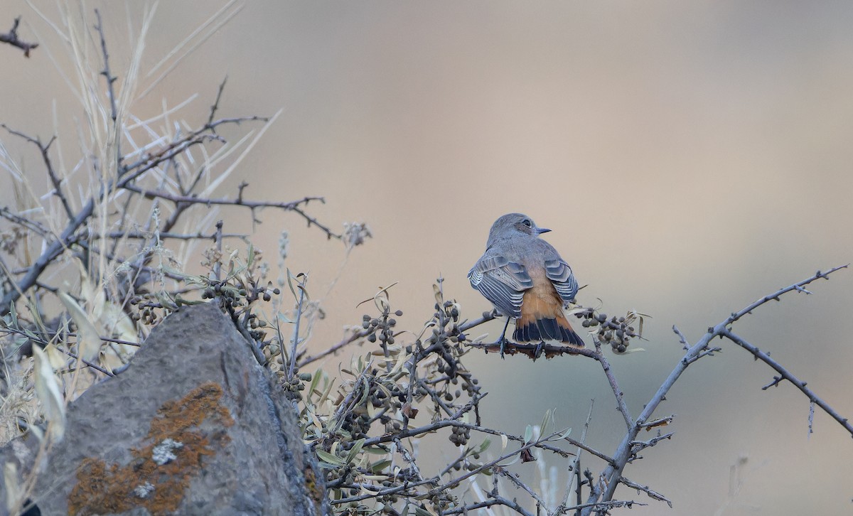 Persian Wheatear - ML643073406