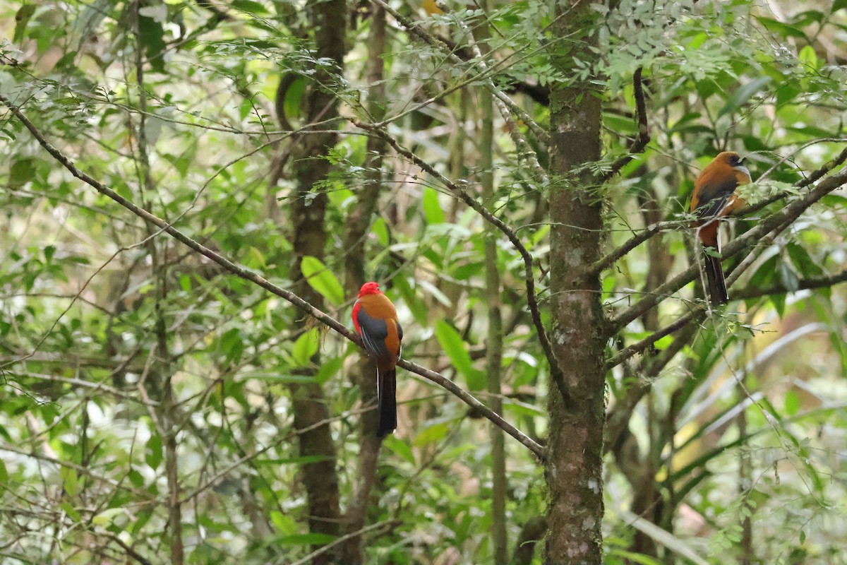Whitehead's Trogon - ML643073409