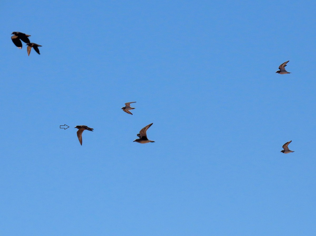 American Golden-Plover - ML643073415