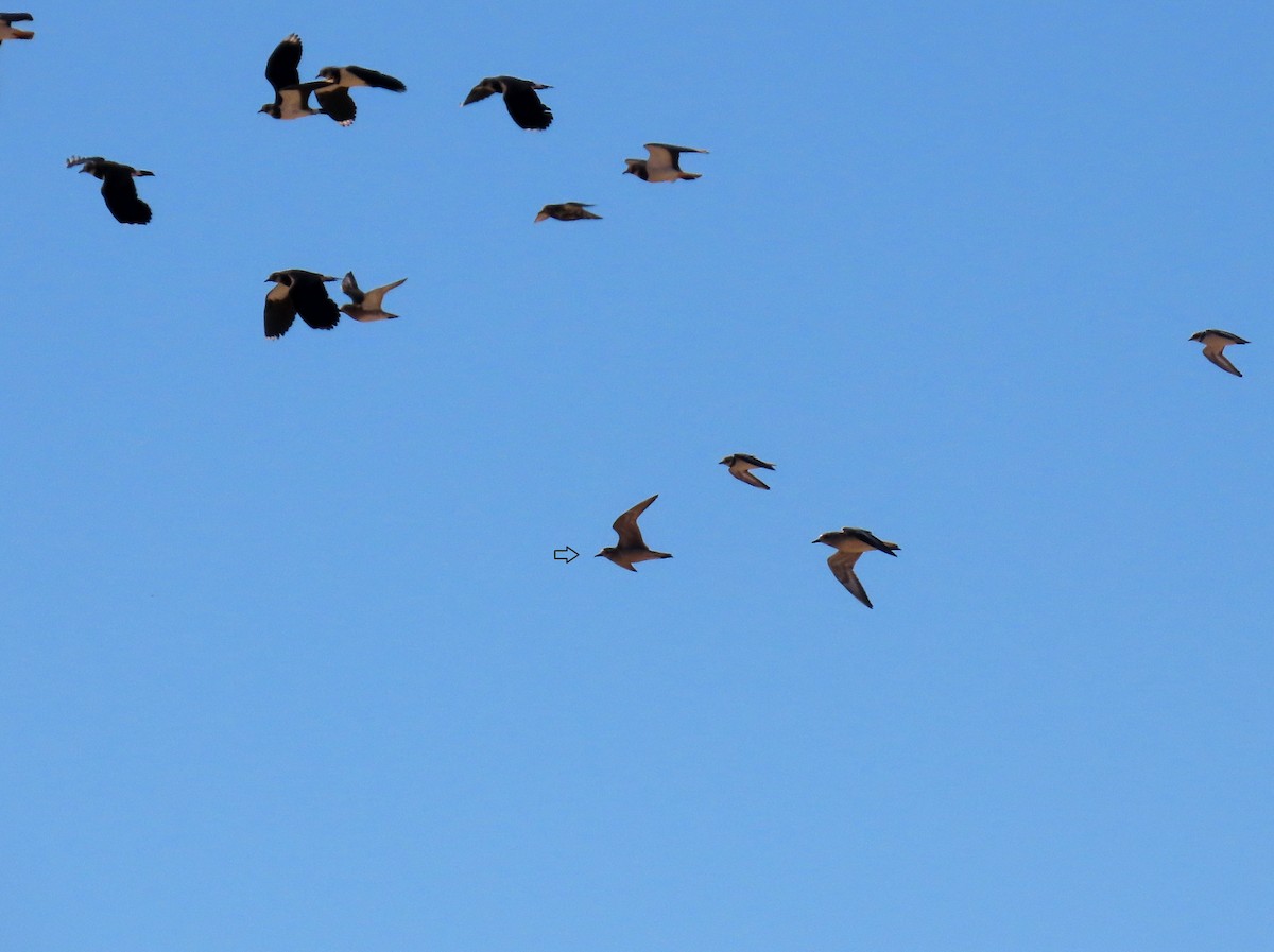 American Golden-Plover - ML643073416