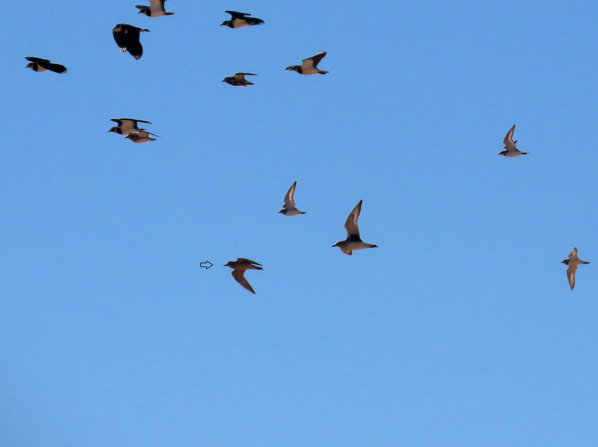 American Golden-Plover - ML643073417