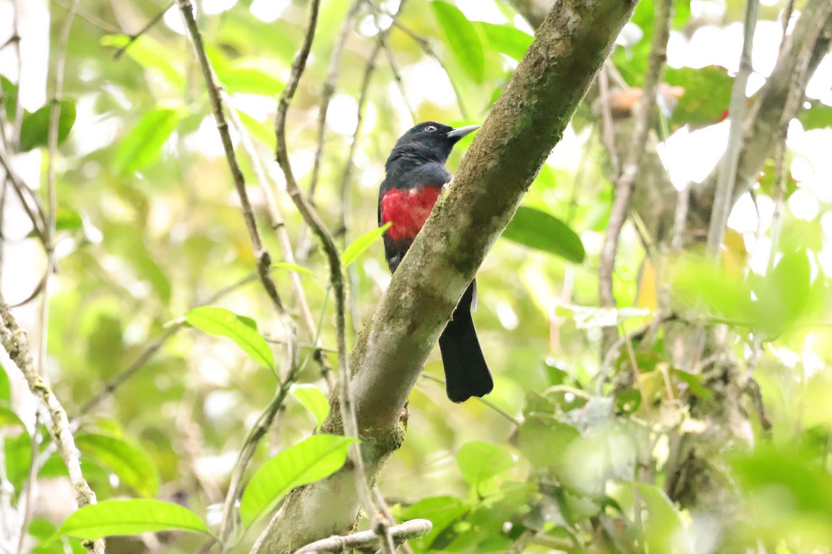 Black-and-crimson Oriole - ML643073421