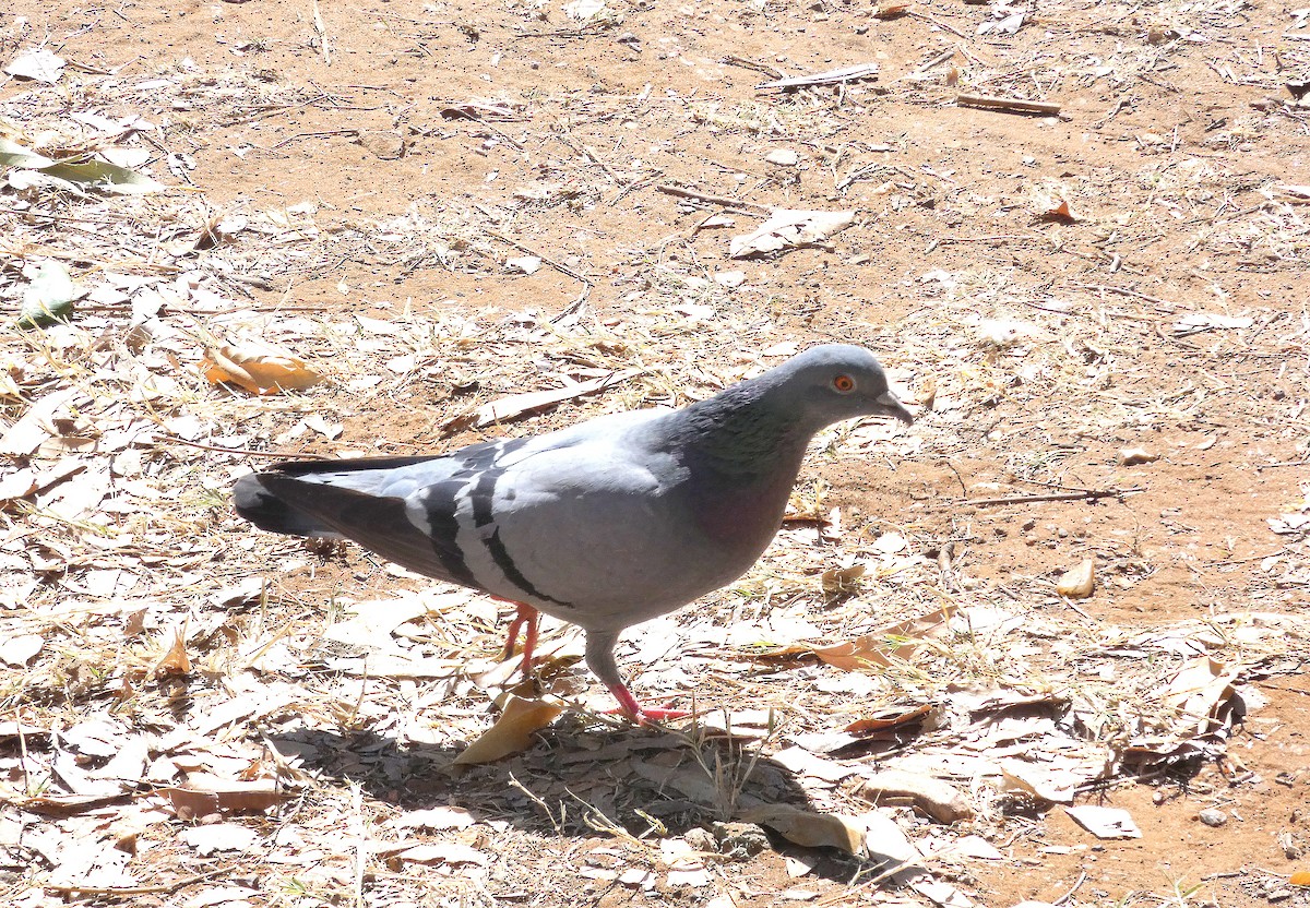 Rock Pigeon (Feral Pigeon) - ML643073427