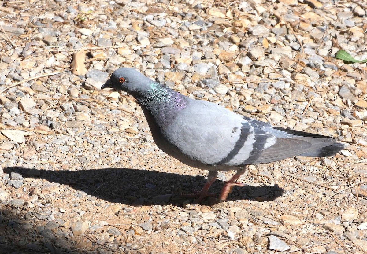 Rock Pigeon (Feral Pigeon) - ML643073431