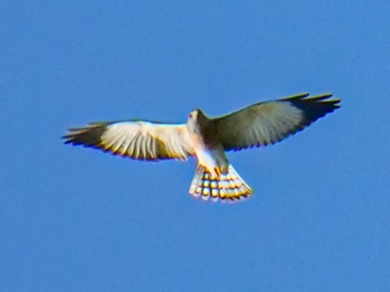 Chinese Sparrowhawk - ML643073438
