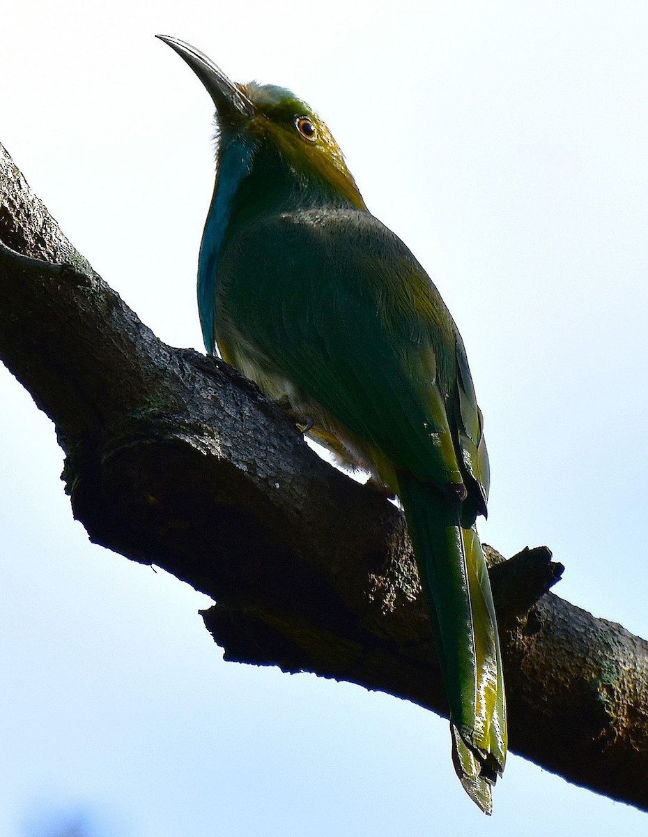 Blue-bearded Bee-eater - ML643073458
