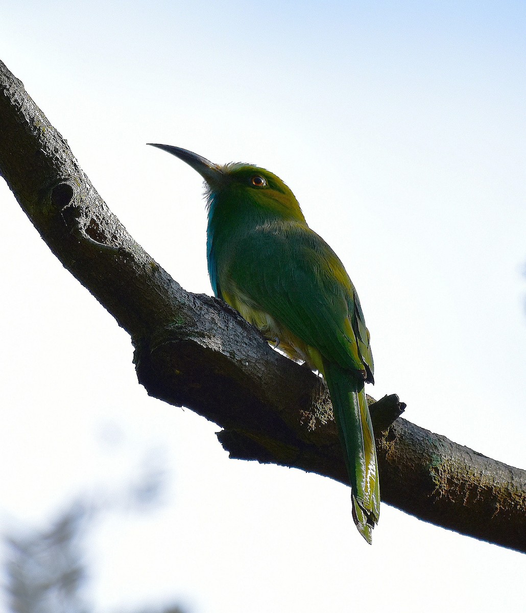 Blue-bearded Bee-eater - ML643073460