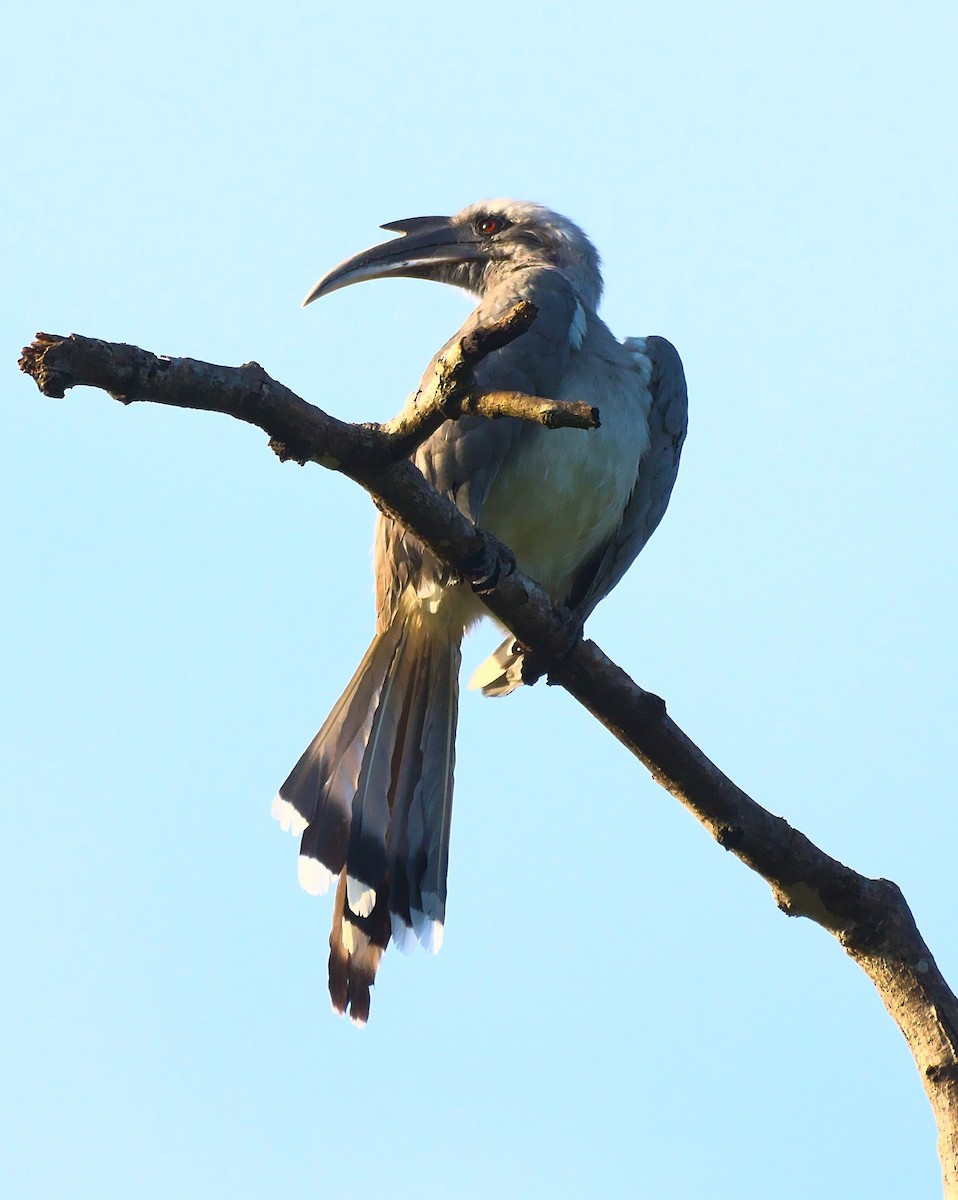 Indian Gray Hornbill - ML643073465