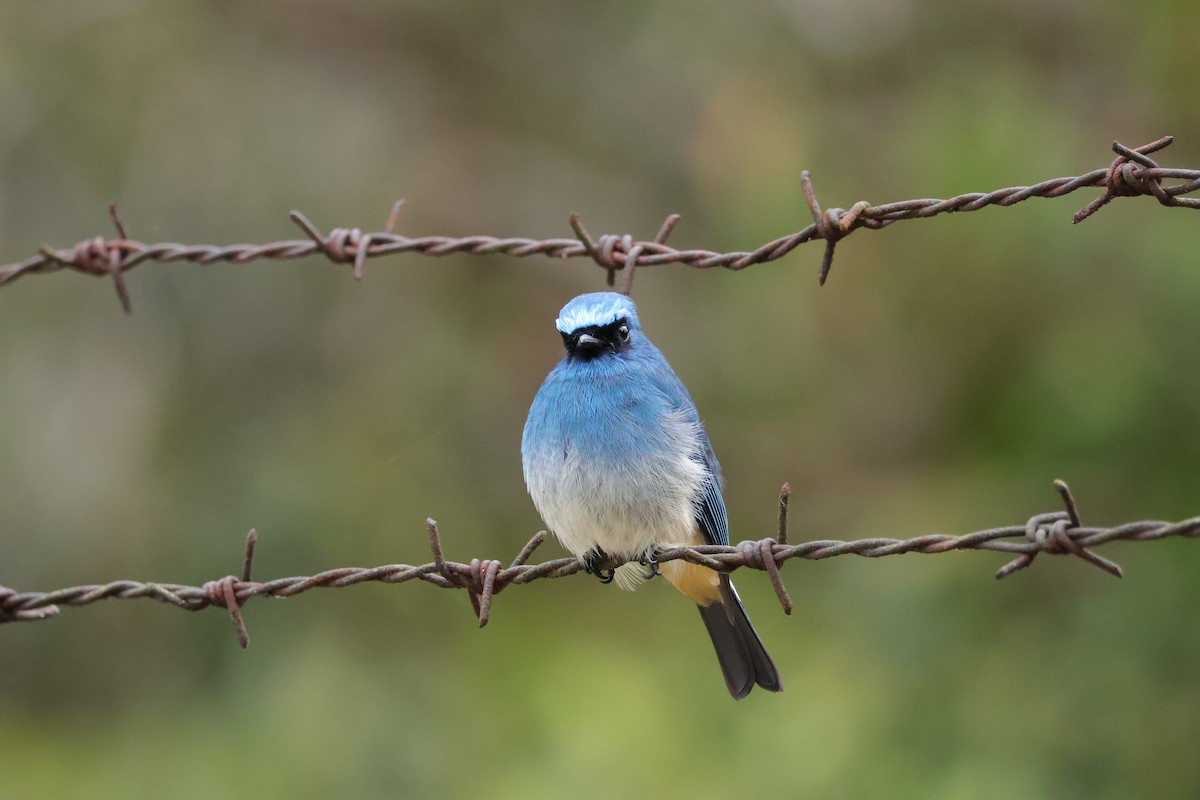 Papamoscas Índigo (ruficrissa/cerviniventris) - ML643073474