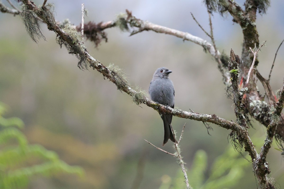 askedrongo (stigmatops) - ML643073477